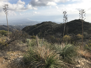 Hiking Temescal Ridge above Pacific Palisades CA