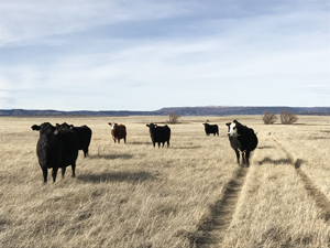 Hi Lo Country Black Angus cattle along two track