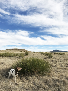 Jett, Jack Russell Terrier hiking in New Mexico