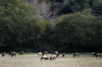 Elk tussle in California redwoods