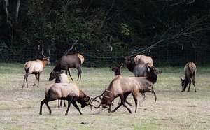 Elk tussle along California's north coast
