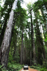 Porsche Cayenne S in California Redwoods