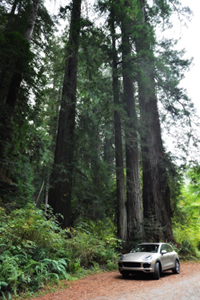 Porsche Cayenne S in California Redwoods