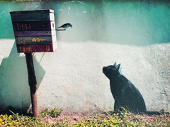 J. Rene Perez cat mural at Dunbar Park in San Marcos, Texas