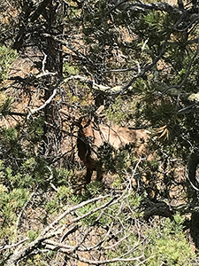 Spring elk bull in Raton's Climax Canyon park