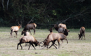 Elk Tussle in California redwoods