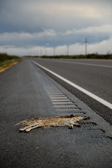 Coyote roadkill, photo by Tim Keller