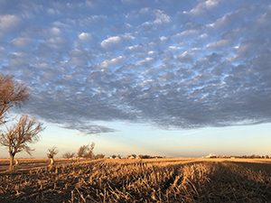 ClutterFarm, Holcomb KS