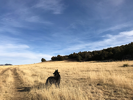 Eagle Tail Mesa, border collie Django