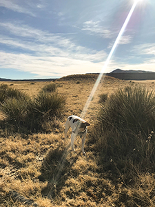 Sunbeam on Raton ranch