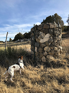 Jack Russell Terrier mix hiking at Eagle Tail Mesa, Raton NM