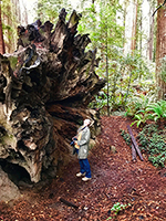 Christina Boyce in the redwoods 2018