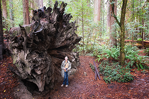 Christina Boyce ponders a massive redwood tree root far over head, 2018