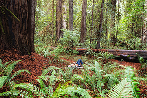 Christina Boyce finds her "church" among the redwood forests