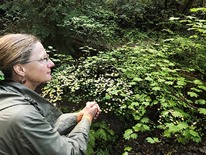 Christina Boyce ponders the redwood forest in Stout Grove, 2018