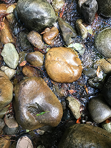 Creek rocks in a redwood forest