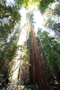 Redwood trees, straight up, magic