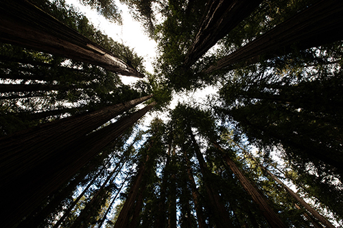 California Redwoods straight up