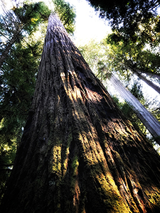 Redwood trees up