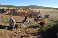 cattle drive, photograph, Western Horseman, Tim Keller