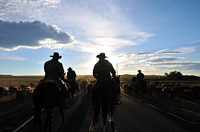 cattle drive, photograph, Western Horseman, Tim Keller, "Bringing Up the Rear"