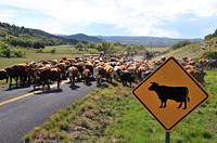 cattle drive, photograph, Western Horseman, Tim Keller