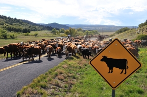 Truth in Advertising - cattle drive on highway, by Tim Keller