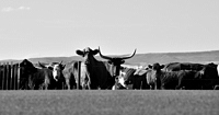 cattle drive, photograph, Western Horseman, Tim Keller