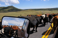 cattle drive, photograph, Western Horseman, Tim Keller, "Fore & Aft"