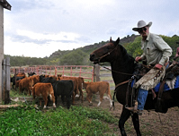 cattle drive, photograph, Western Horseman, Tim Keller, Harvey Shannon