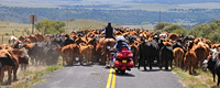 cattle drive, photograph, Western Horseman, Tim Keller