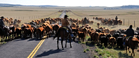 cattle drive, photograph, Western Horseman, Tim Keller