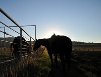 cattle drive, photograph, Western Horseman, Tim Keller