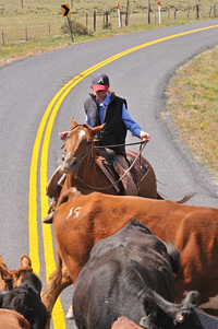 cattle drive, photograph, Western Horseman, Tim Keller