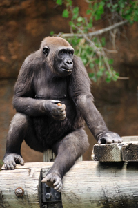 Gorilla