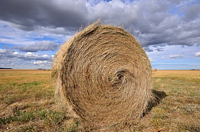 Roll in the Hay