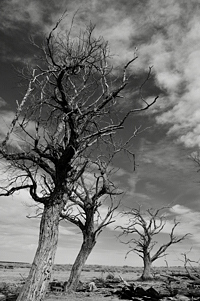 3 Trees, Grenville NM