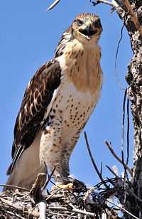 Ferruginous hawk