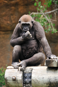 "The Thinker", gorilla