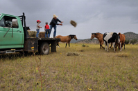 Brown Ranch - Feeding the Horses