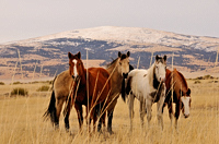 Horses at Sierra Grande