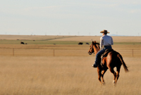 Paul Grice, Roy NM