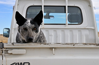 ranch dog, Aguilar, Colorado