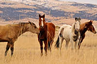 horses, Capulin, Sierra Grande, Tim Keller, New Mexico