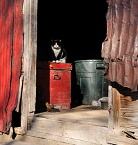 Barn cat, Pryor Ranch, Des Moines NM