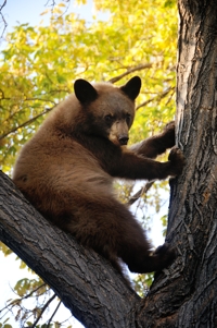 Bear cub in Raton neighborhood