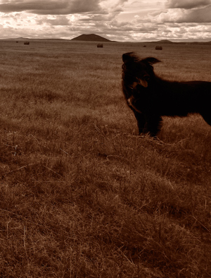 black dog border collie on plains