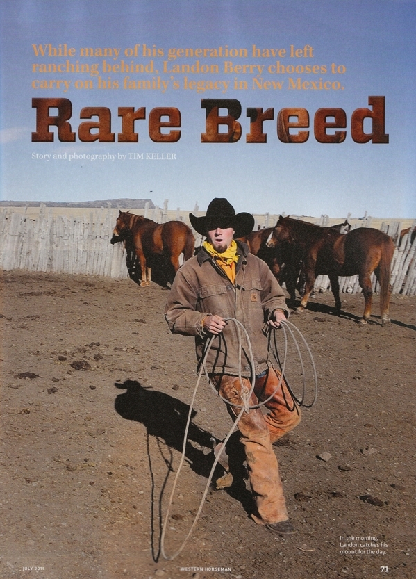 Arabian Wind - Western Horseman