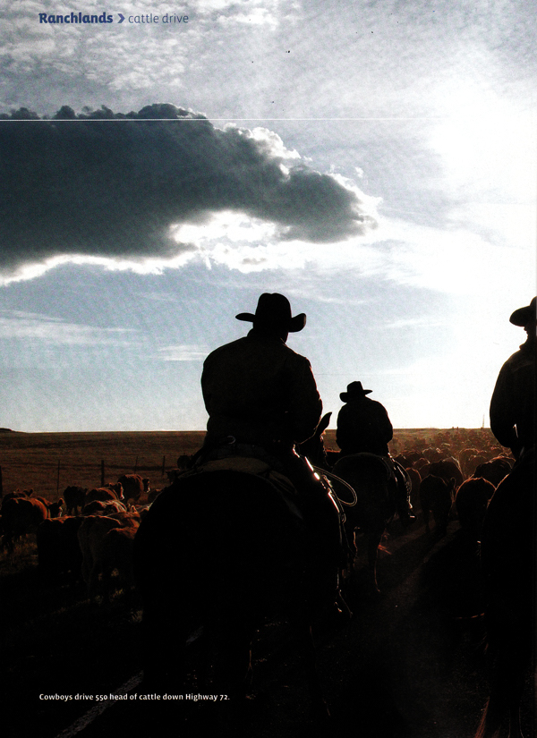 Driving on Blacktop, Western Horseman, January 2009, cattle drive